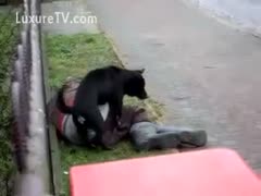 A dog in public mounts and drills a passed-out homeless guy without the victim's knowledge.